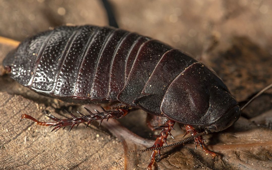 Cucaracha que se creía “extinta” y se alimenta de madera es redescubierta luego de 80 años