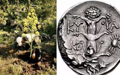 Redescubren “planta milagrosa” que se creía extinta. Era usada “como remedio” por antiguos griegos, egipcios y romanos