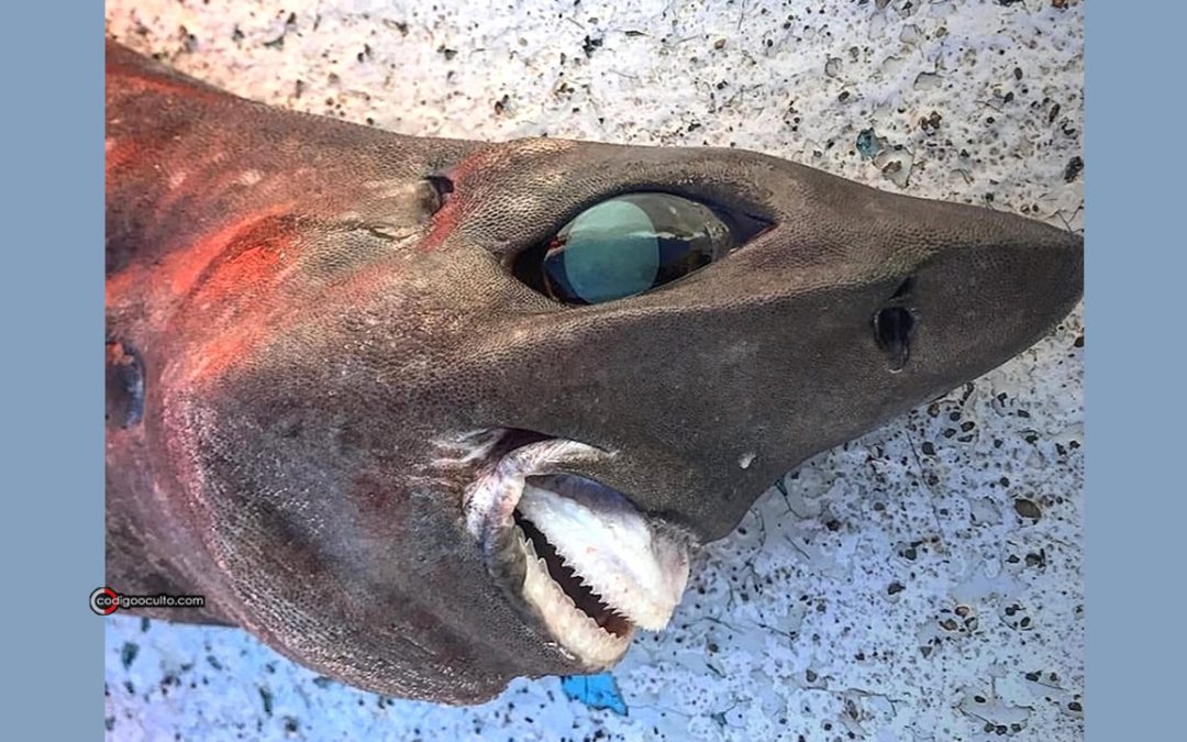 Extraño tiburón es extraído de las profundidades del océano en Australia