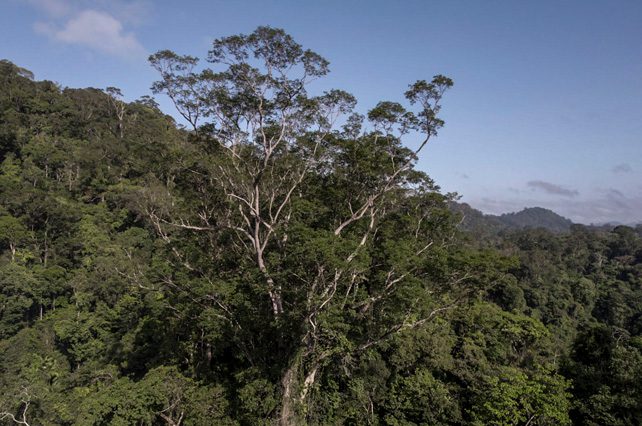 El árbol más grande del Amazonas