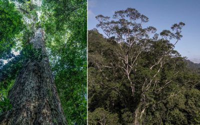 Finalmente llegan al árbol más alto del Amazonas, tres años después de su descubrimiento