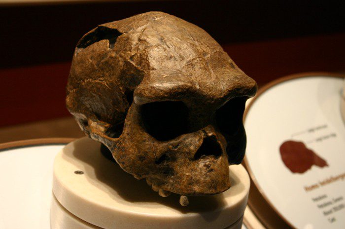 El esqueleto de la cueva de la "Sima de los Huesos" se ha asignado a una especie humana primitiva conocida como Homo heidelbergensis