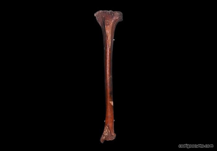 Fémur de un homínido de 400.000 años