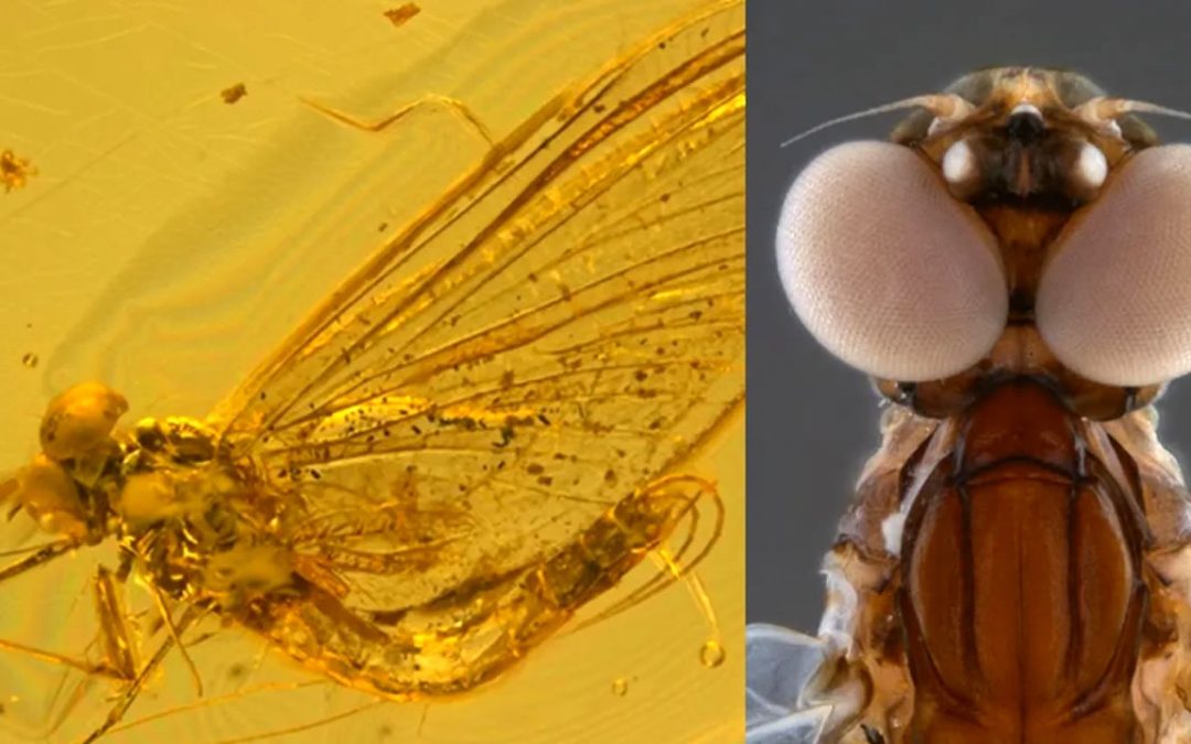 Hallan un grupo desconocido de insectos en un fragmento de ámbar de 35 millones de años