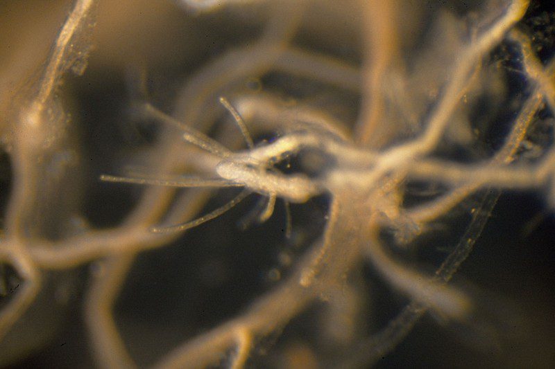 Detalle de un pólipo de una medusa "Turritopsis dohrnii" rejuvenecida