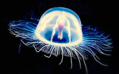 Medusa “inmortal” revela sus secretos para la vida eterna