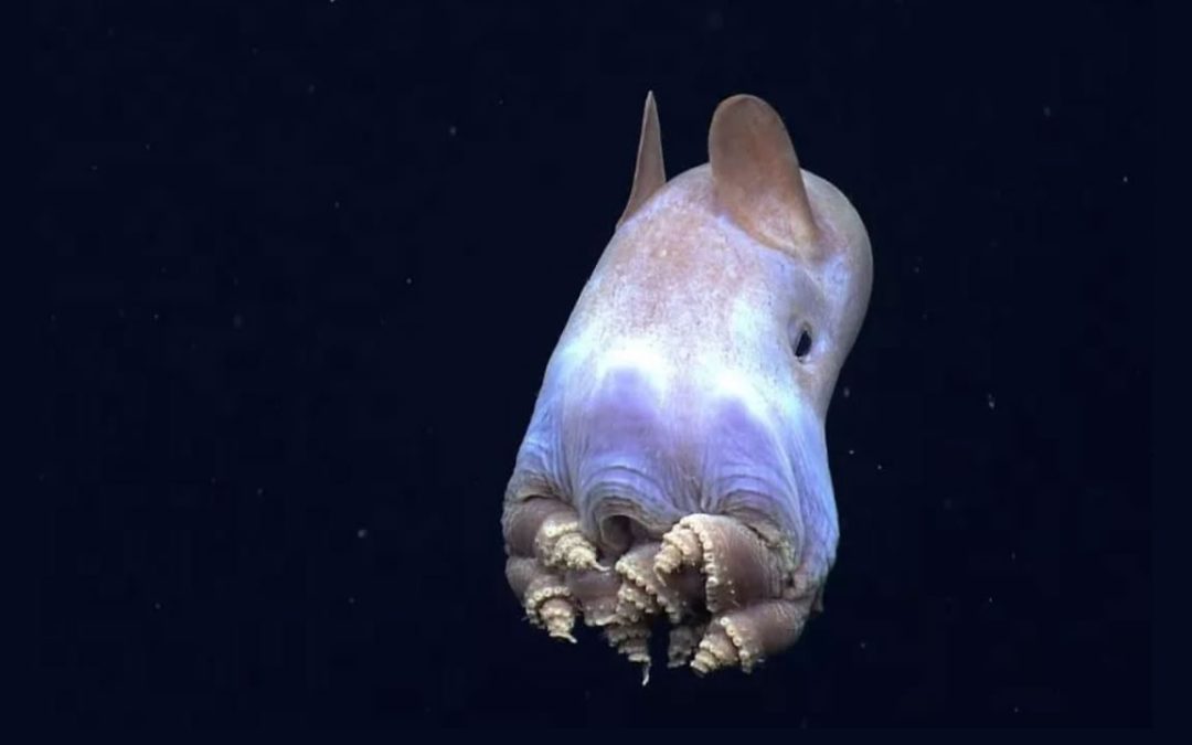 Hallan misteriosos pulpos “Dumbo” viviendo en las profundidades del mar