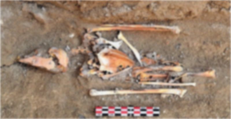 Esqueleto completo de un halcón peregrino adulto encontrado en la esquina sureste de la sala interior del complejo