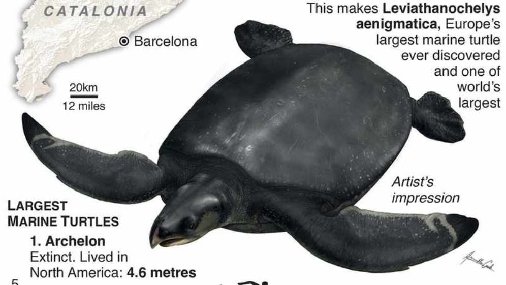 Los paleontólogos han encontrado un fósil de 80 millones de años que se cree que es una de las tortugas marinas más grandes que jamás haya existido. El gráfico muestra detalles sobre la relevancia del descubrimiento