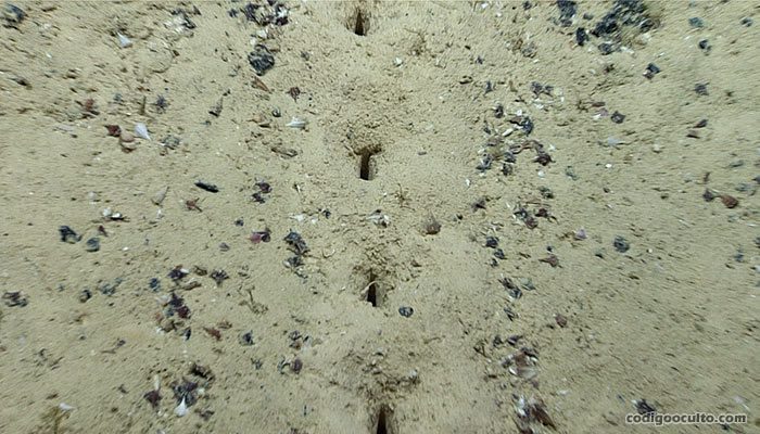 Agujeros sublineales encontrados en el fondo marino, hechos por "algo" desconocido