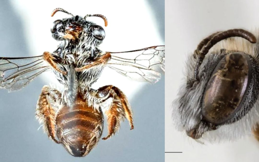 Descubre una nueva e inusual especie de abeja con “hocico similar al de un perro”