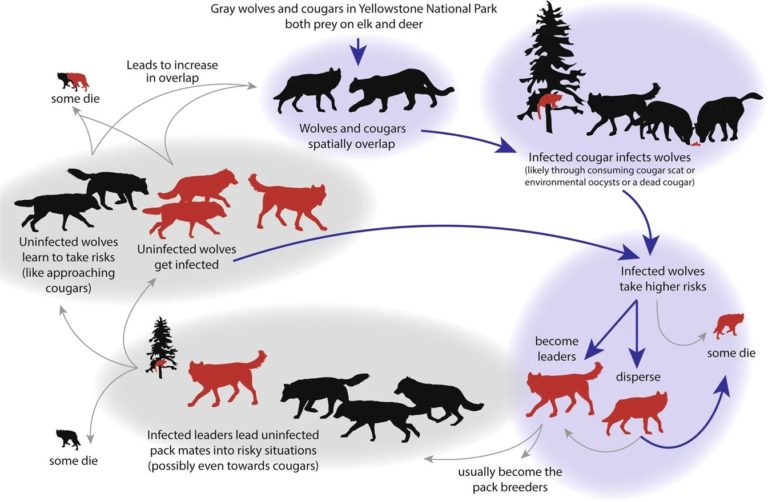 Diagrama que muestra el bucle de retroalimentación hipotético lobo-puma-T . gondii