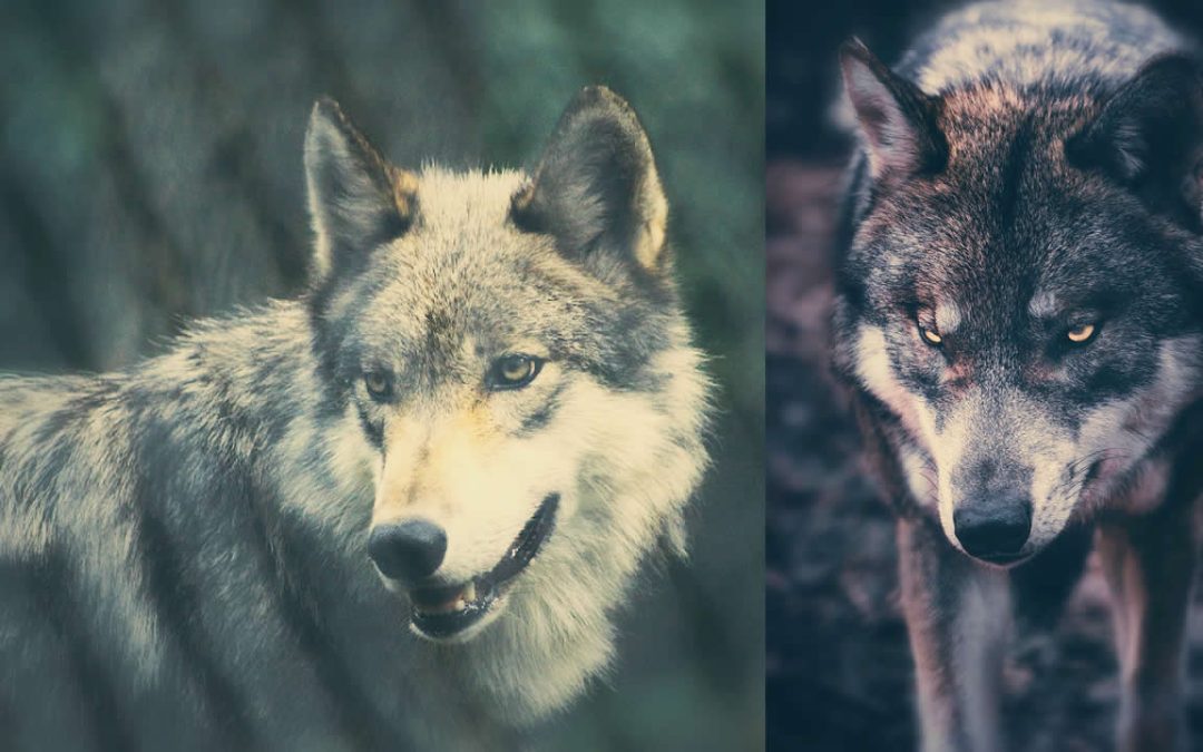 Lobos infectados por un parásito tienen muchas más probabilidades de ser líderes de la manada