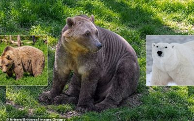 Oso Brolar: osos pardos se aparean con osos polares creando un híbrido más resistente a la crisis climática