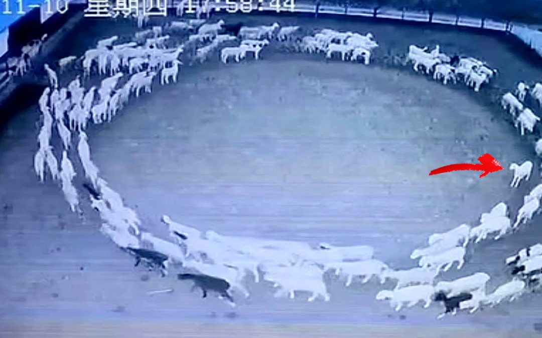 Grupo de ovejas llevan 15 días caminando en círculos en una granja de China