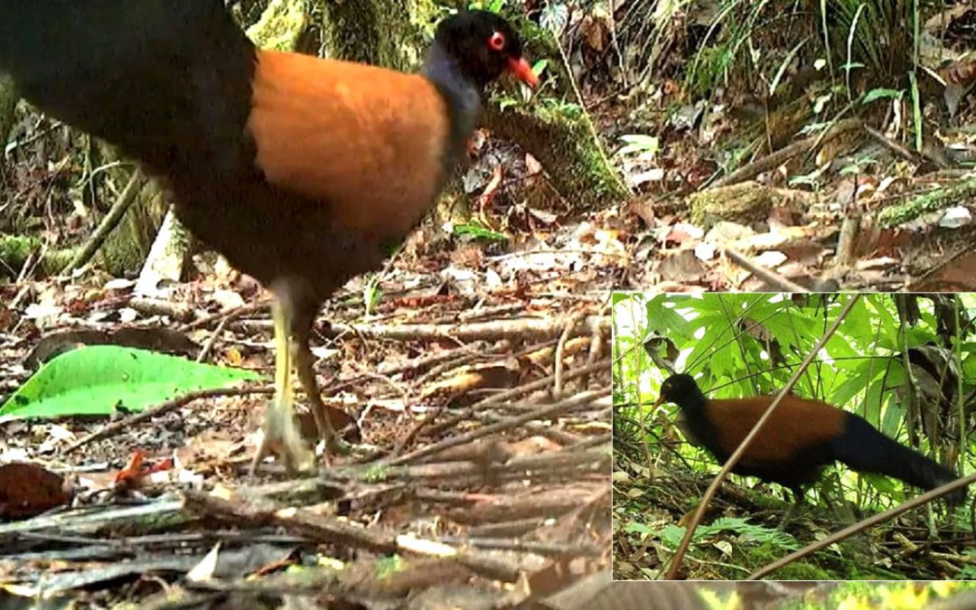 Especie de ave no vista en los últimos 140 años, reaparece en Papúa New Guinea