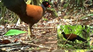 Especie de ave no vista en los últimos 140 años, reaparece en Papua New Guinea