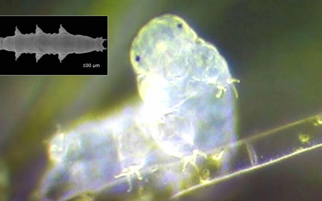 Descubren nueva especie de tardígrado “indestructible” con pequeñas garras, en Finlandia