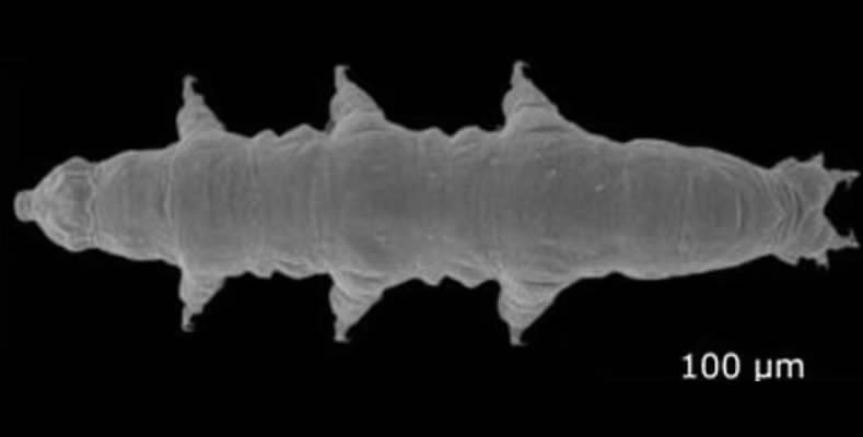 Se ha descubierto una nueva especie de tardígrado que vive en las dunas de Finlandia. Este espécimen es capaz de excretar agua interna y secarse para sobrevivir en la arena