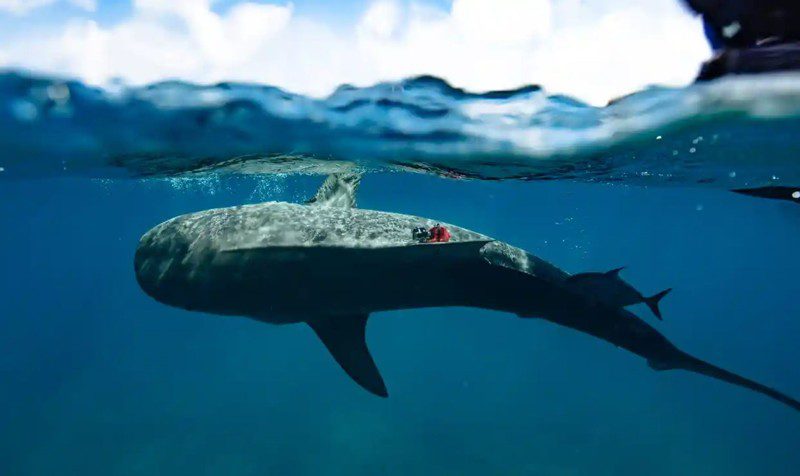 Los científicos colocaron etiquetas de registro biológico equipadas con cámaras en tiburones tigre en las Bahamas para mapear las praderas de pastos marinos del océano