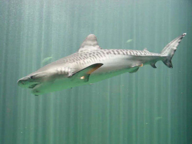 Se utilizaron tiburones tigre para recorrer la enorme pradera marina, que los buzos no podían realizar