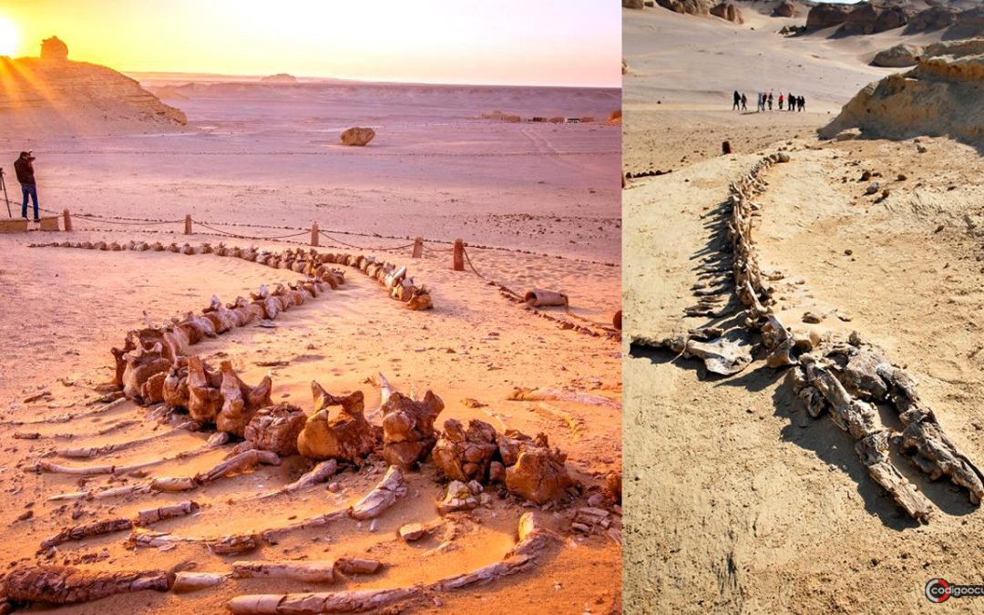 El “Valle de las Ballenas” de varios millones de años existente en medio del desierto de Egipto