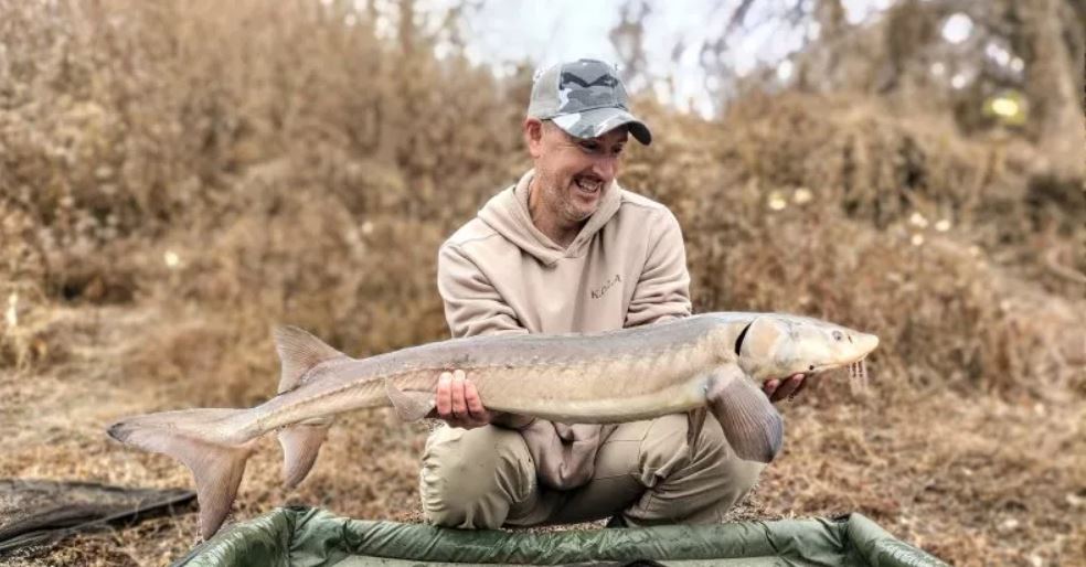 Kevin Zirjacks con el raro esturión de lago que capturó en el río Kansas. Después de hacer las fotos, devolvió el pez en peligro de extinción al agua