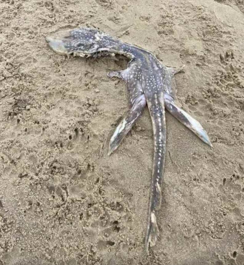 La extraña criatura hallada en la costa británica, y apodada "baby Nessie"