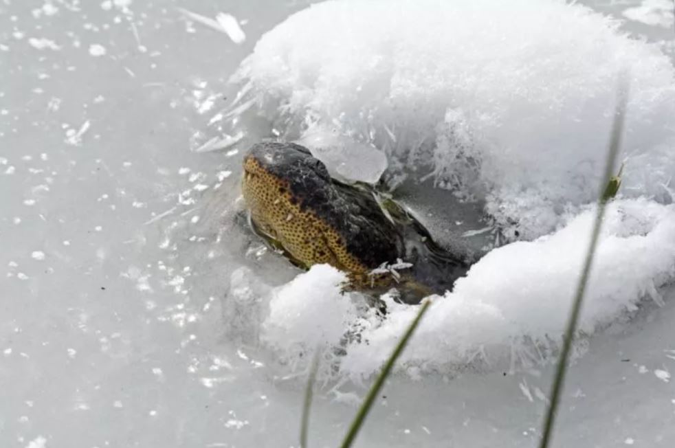 Un caimán asoma el hocico por encima de un lago congelado en Oklahoma. Este peculiar comportamiento le ayuda a sobrevivir durante los meses fríos