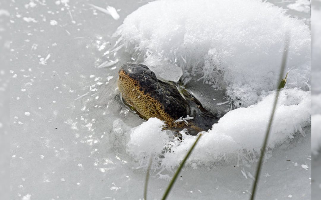 Caimanes de lagos congelados en EE. UU. sacan el “hocico” por el hielo para sobrevivir