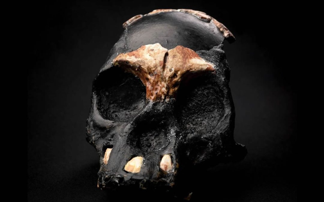 Especies humanas extintas con cerebros diminutos “utilizaban el fuego” para vivir bajo tierra