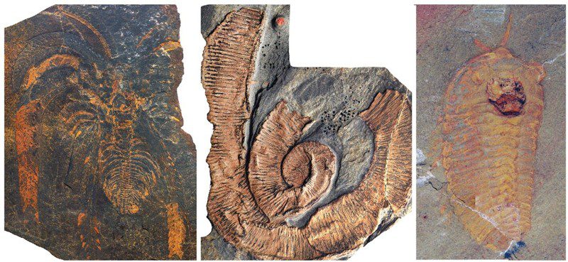 Fósiles de Fezouata Shale. De izquierda a derecha, un artrópodo no mineralizado (Marrellomorpha), un gusano paleoscolecido y un trilobites