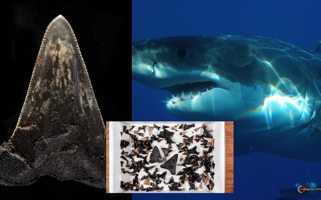 Hallan enorme “cementerio” de dientes de tiburón fosilizados en las profundidades del Océano Índico