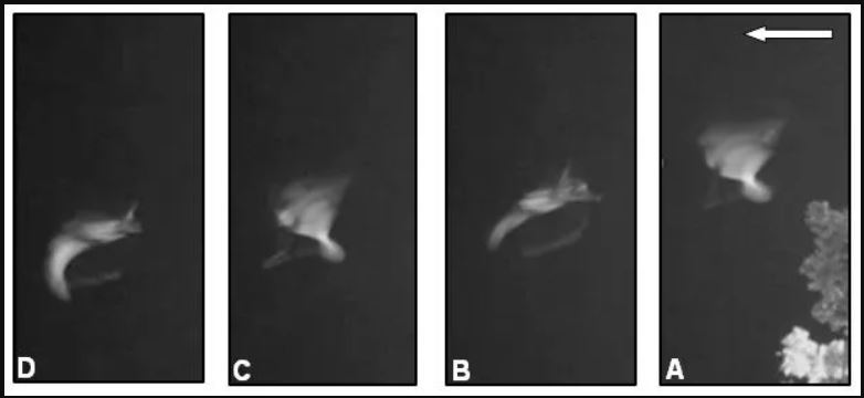 La figura anterior muestra una progresión de 4 fotogramas de una posible bioforma invisible "Spinning Jenny", parte de un grupo mucho más grande filmado moviéndose de derecha a izquierda. Se movía por encima de los árboles en el área de investigación de Hayes en la tarde del 2 de octubre de 2011. Las imágenes se tomaron de imágenes en modo película infrarrojas grabadas a 30 fotogramas por segundo en una cámara Canon G10 convertida en infrarrojos, con un pase infrarrojo interno de 720 nm.