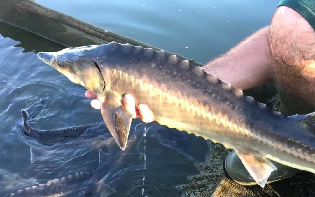 Pescador captura un pez “dinosaurio” muy raro en un río de Kansas y lo devuelve al agua