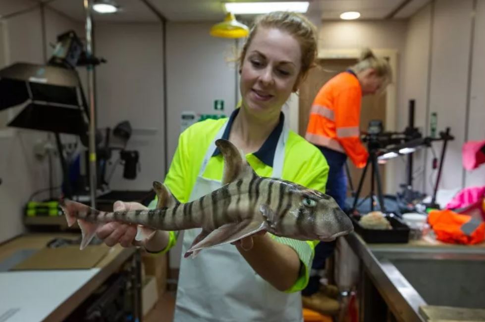 Un investigador de la Commonwealth Scientific and Industrial Research Organization, en Australia, sostiene el tiburón cuerno recientemente descubierto