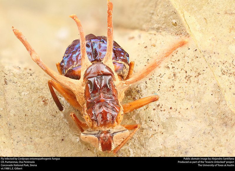 Mosca infectada por el hongo entomopatógeno Cordyceps