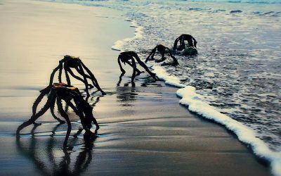 ¿”Alienígenas” saliendo del mar? Una fotografía causó “histeria” en Sudáfrica