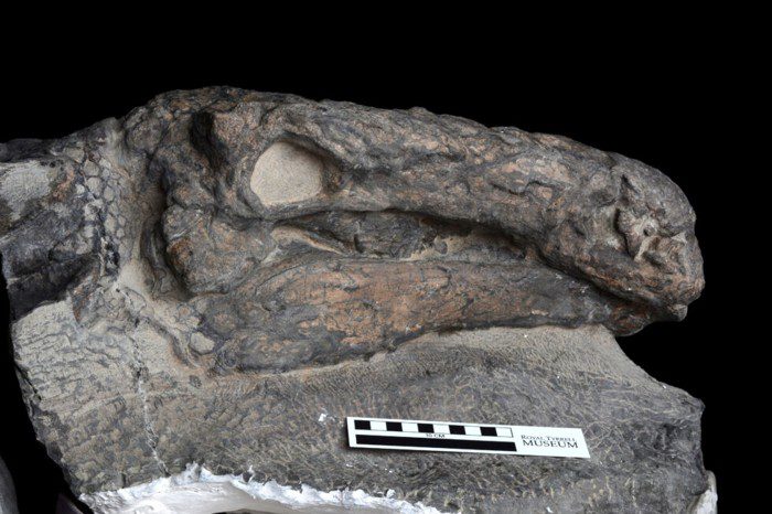 La cabeza del anquilosaurio todavía parcialmente encerrada en la concreción en la que fue descubierta.