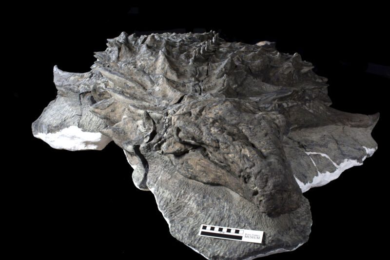 Casi la totalidad de este dinosaurio (la piel, la armadura que recubre su piel, la mayor parte de su cuerpo y patas, incluso su cara) sobrevivió a la fosilización, lo que se ha denominado un hallazgo uno entre mil millones