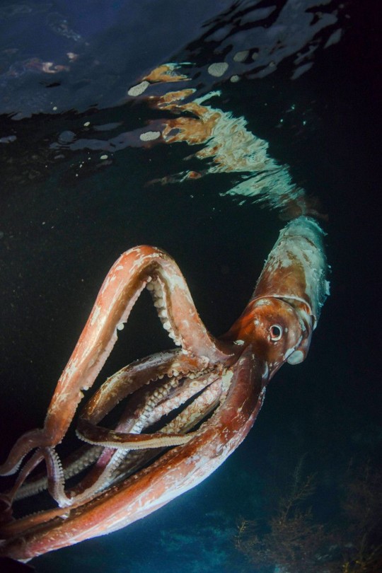 El buzo Yosuke Tanaka dijo que el tamaño del calamar gigante era intimidante, pero el animal simplemente nadó lentamente, tratando de evitarlo. Tanaka se zambulló cerca del calamar durante unos 30 minutos