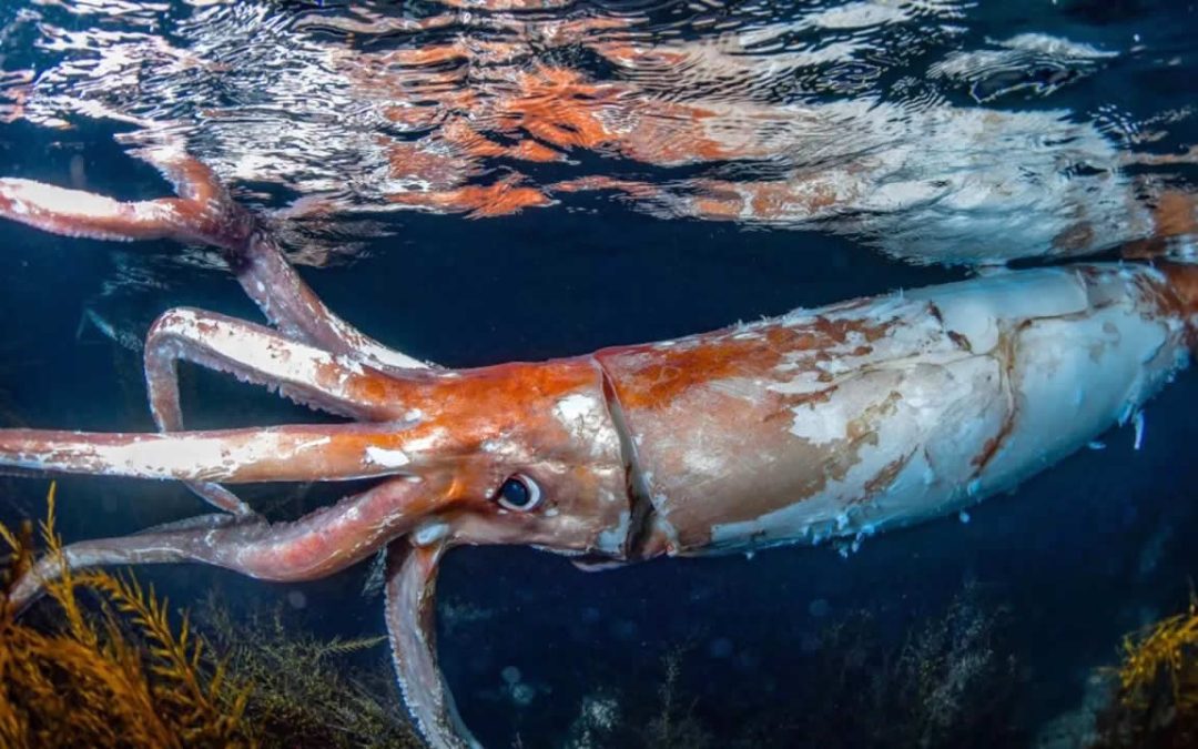 Submarinista capta sorprendentes fotografías de un “calamar gigante” en el mar de Japón