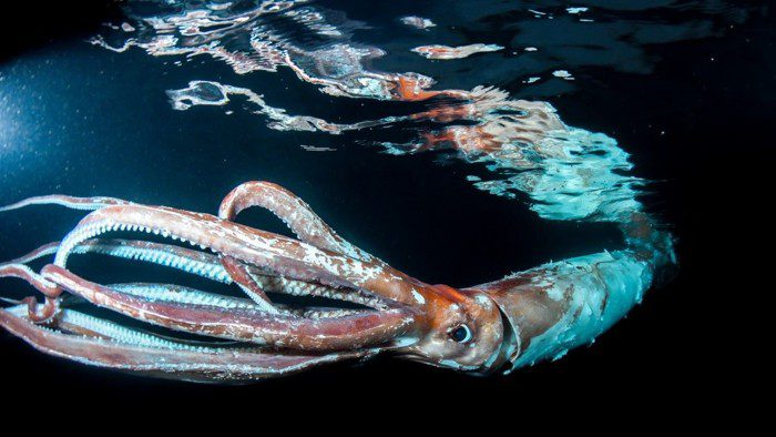 Calamares gigantes nadan a través de algas marinas cerca de la superficie del mar de japón. El calamar probablemente tenía entre 2 y 3 años.