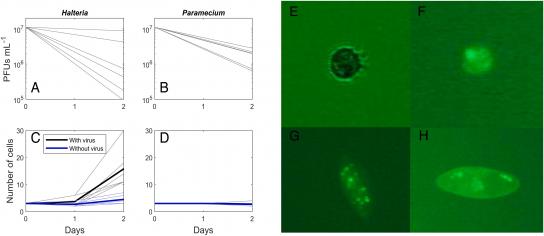 Ilustración que indica la formación de placas en presencia de Halteria y Paramecium en aguas con clorovirus