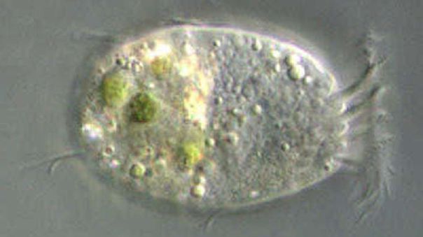 Esta es la fotografía de una Halteria, ciliado que radica en agua dulce. Crédito: PNAS
