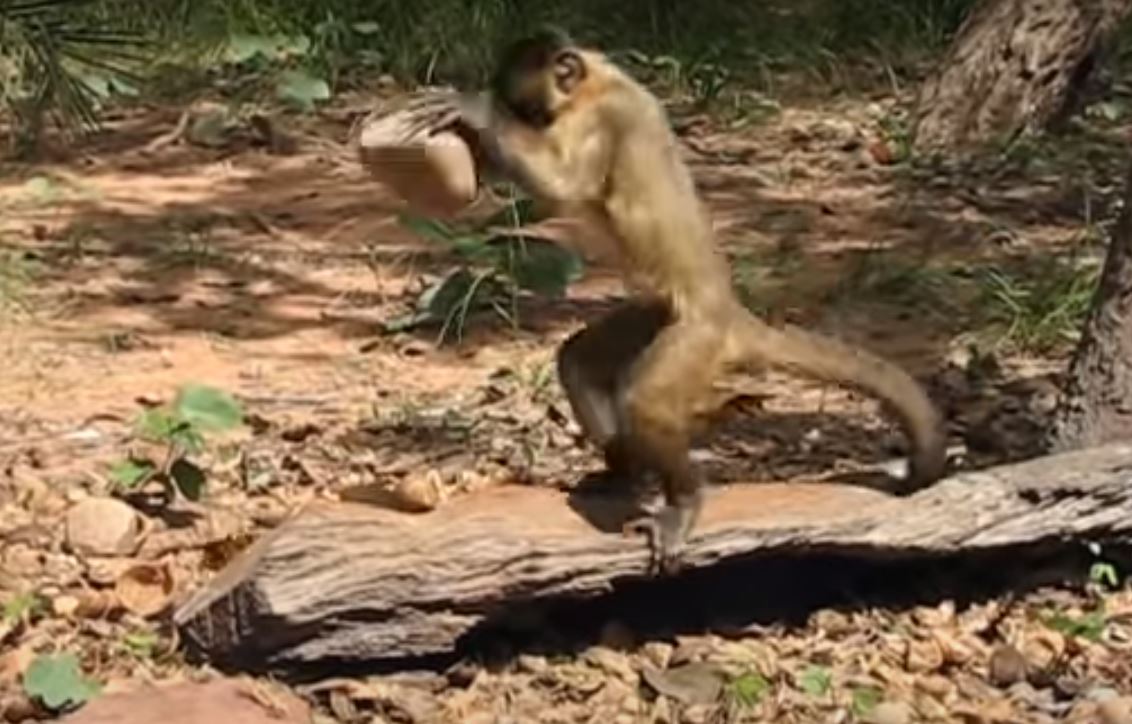 Mono capuchino y herramienta de piedra