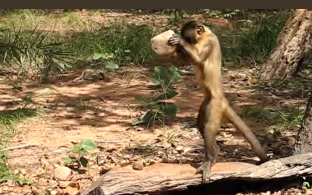 Monos fabricaron antiguas herramientas de piedra en Brasil, revela estudio