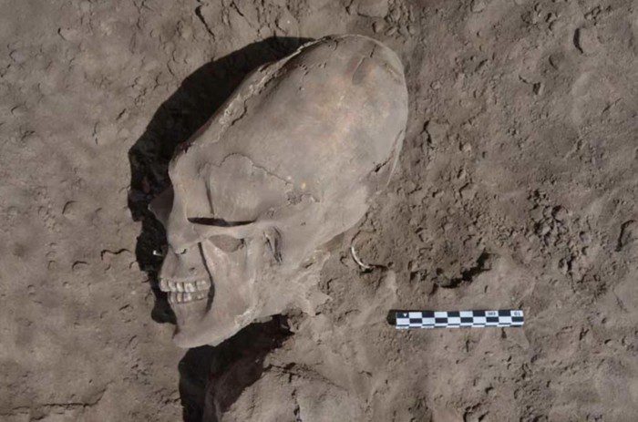 Cráneo alargado prehispánico de Mesoamérica.