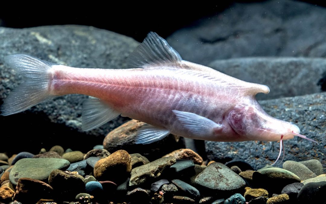 Descubren un pez ciego similar a un “unicornio” en las oscuras aguas de una cueva en China