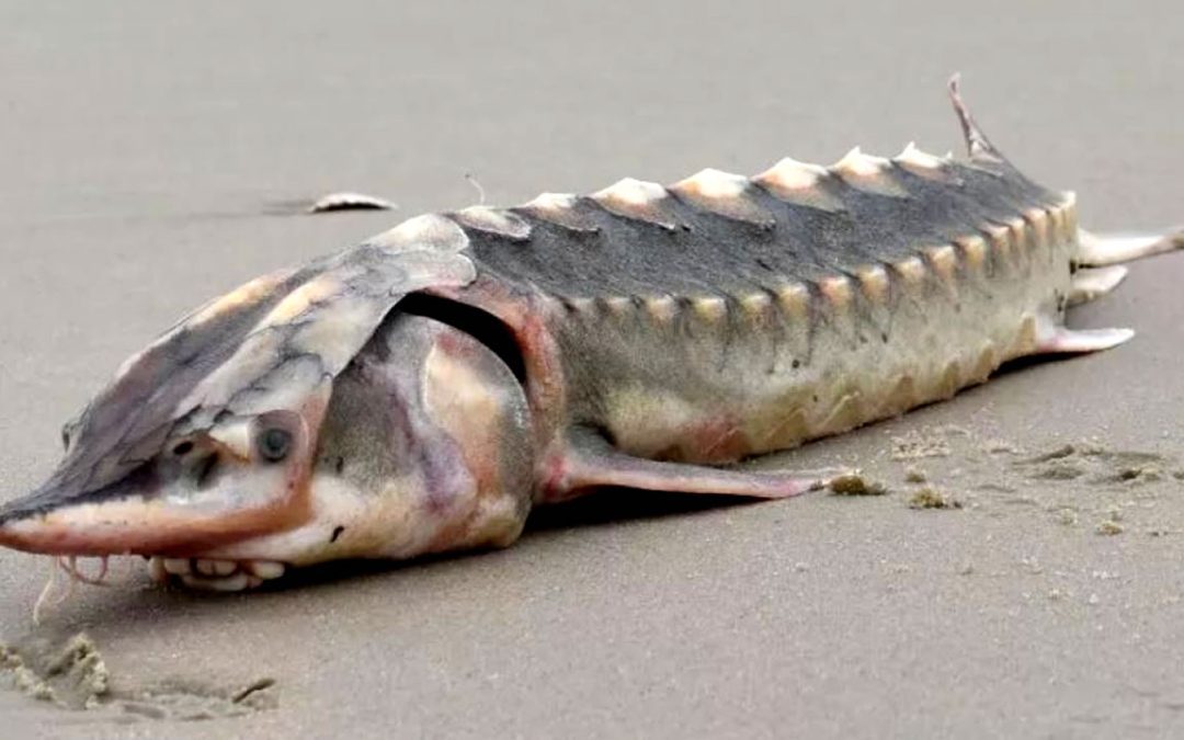 Extraño pez de la época de los dinosaurios aparece en la costa este de EE. UU.